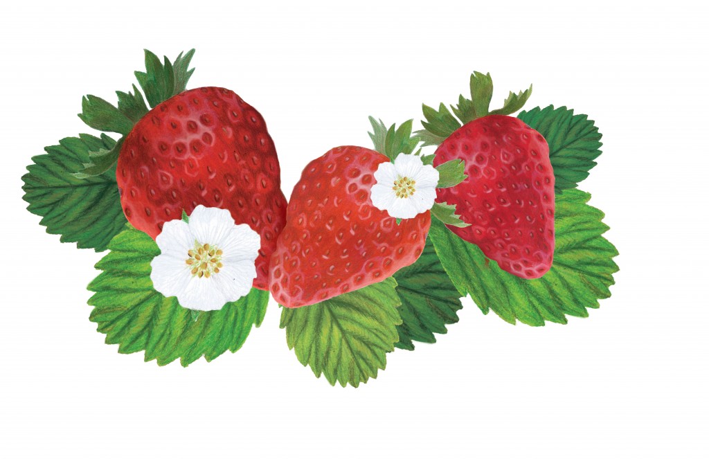 WEBStrawberrys-with-flowers